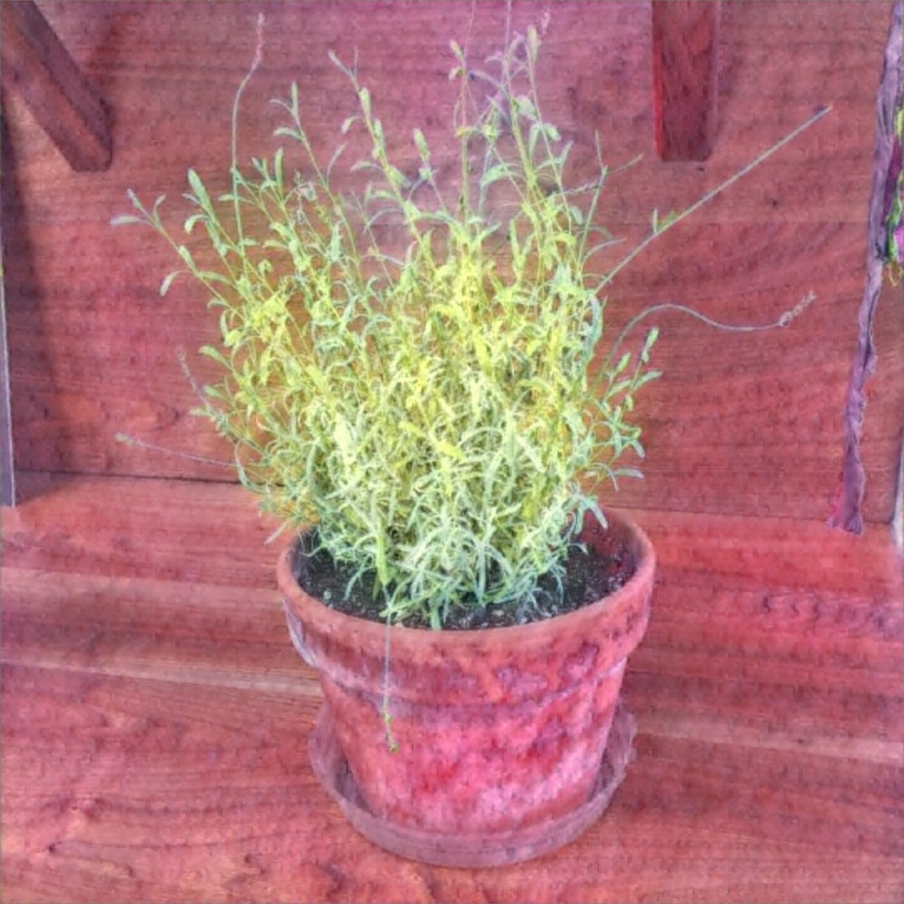 A potted plant with a leggy herb of some sort sitting on a potting bench.